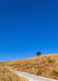 Simple Nature
